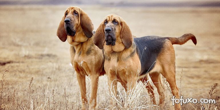 Dicas de raças de cães para quem tem alergia a pelos