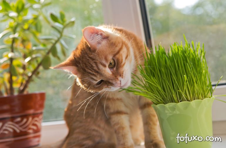 Saiba como ter plantas e gatos no mesmo espaço