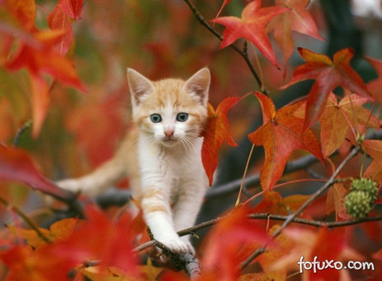 Conheça as doenças mais comuns em pets durante o outono