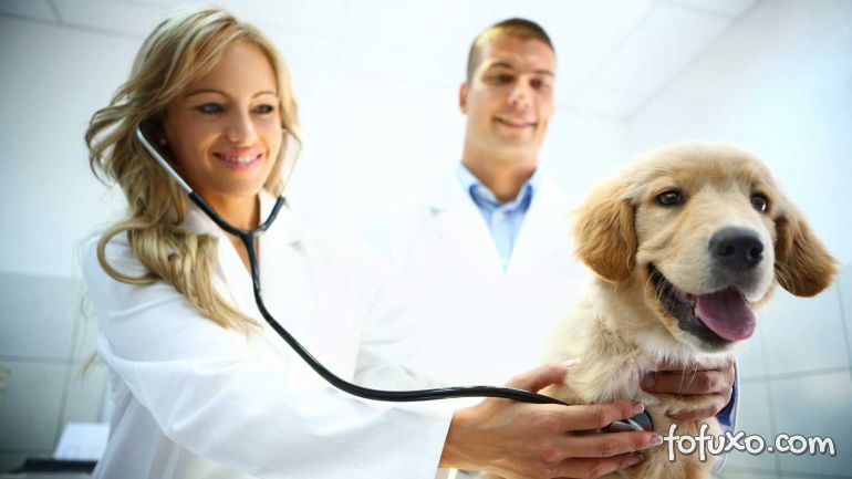 Saiba como escolher um bom veterinário para o seu pet