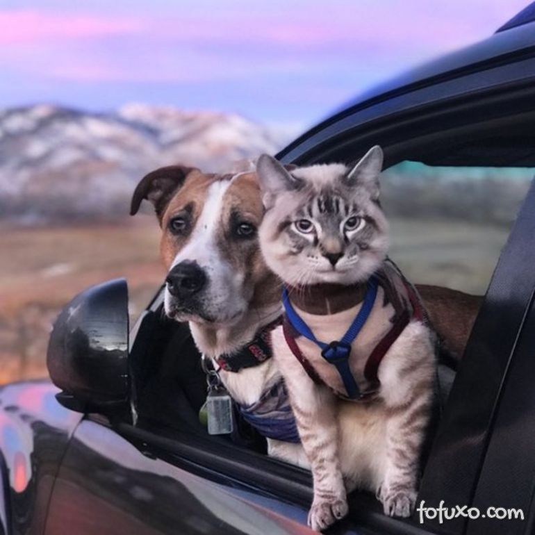 Gato e cachorro viram melhores amigos e viajam juntos 