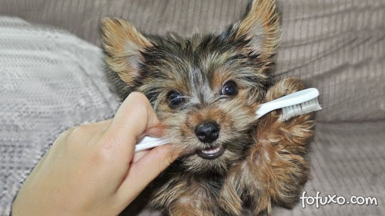 Dicas para escovar os dentes dos cachorros de maneira mais fácil
