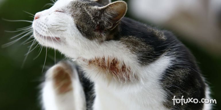 Confira algumas das alergias mais comuns em gatos