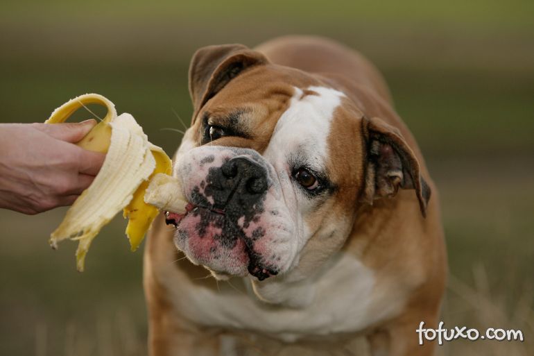 Cachorro pode comer banana?