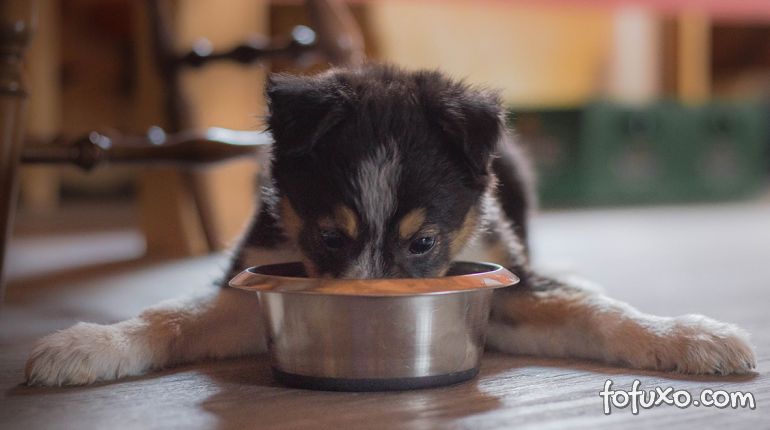 O que fazer com cães de apetite insaciável 
