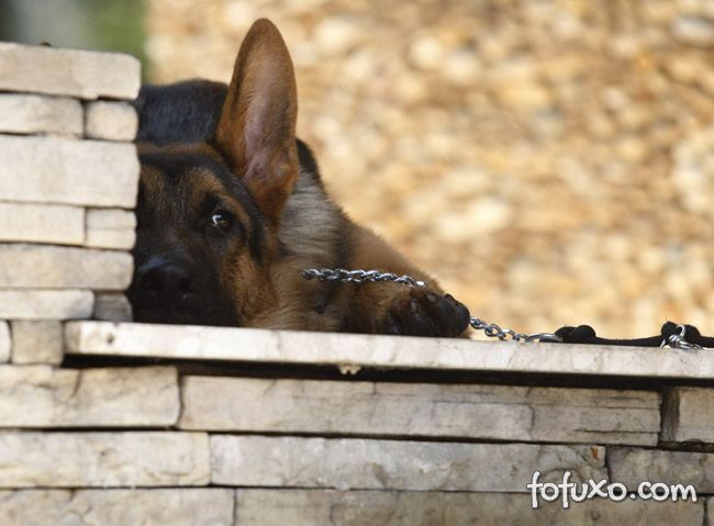 Florianópolis aprova lei que torna crime deixar cachorro acorrentado