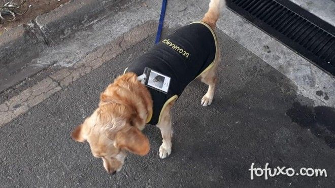 Cachorro perdido vira segurança de shopping