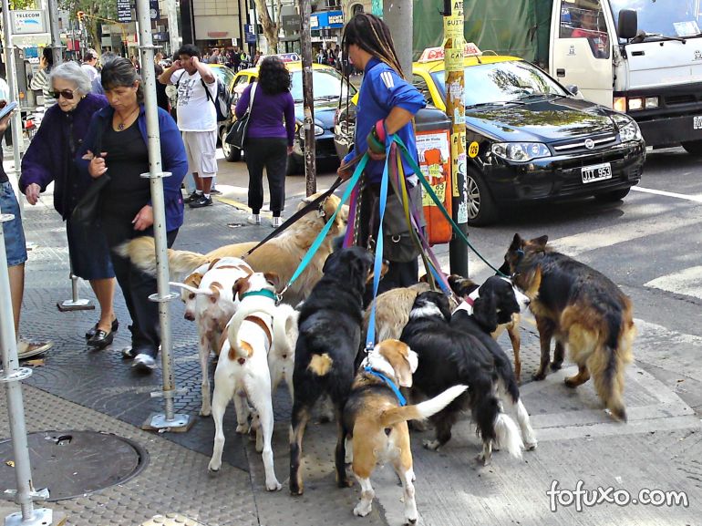Startup cria plataforma para conectar passeadores e donos de cães