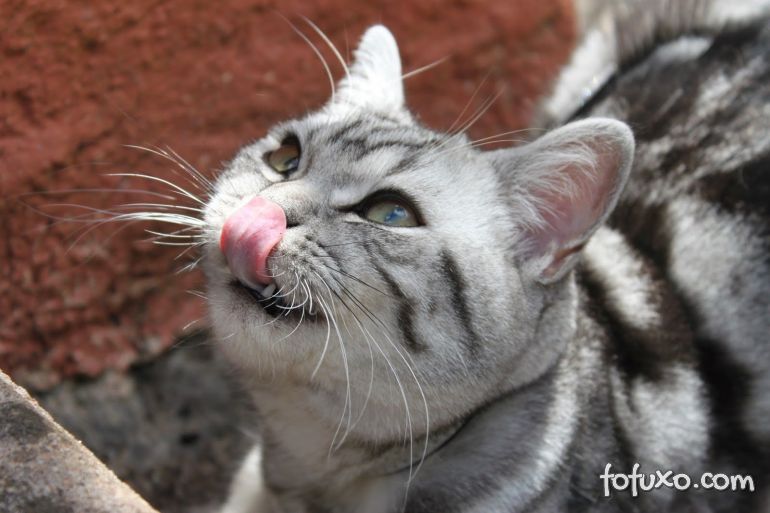 Entenda as causas do mau hálito em gatos