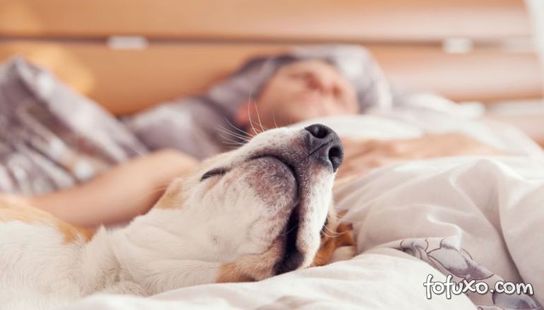 Cachorro que dorme no mesmo quarto do dono é menos destruidor