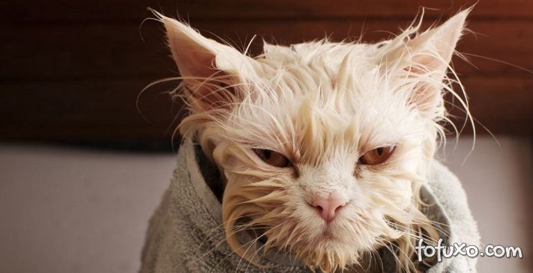 Banho em gatos: A partir de quantos meses isso é possível?