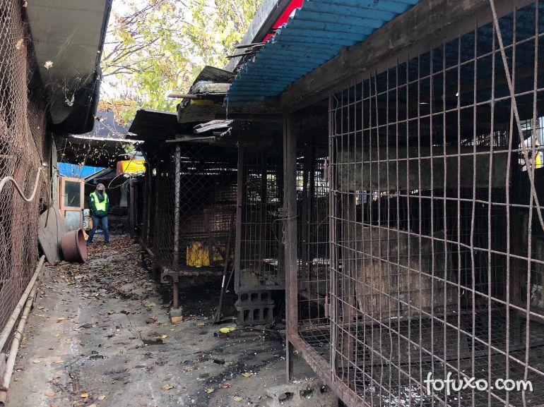 Coreia do Sul fecha maior matadouro de cães do país