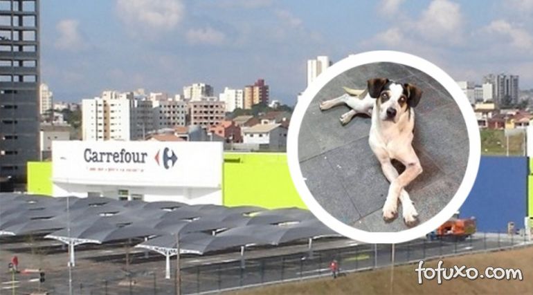 Morte de cachorro em loja de Carrefour gera revolta 