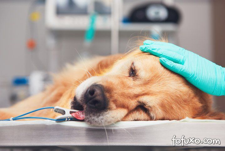 Confira sintomas e causas da dirofilariose em cães