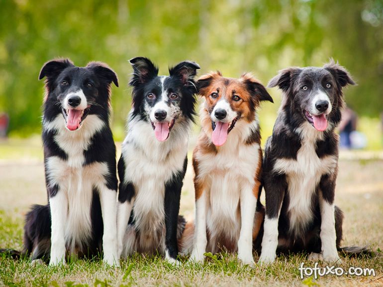 Pesquisa afirma que personalidade de cães variam de acordo com a raça