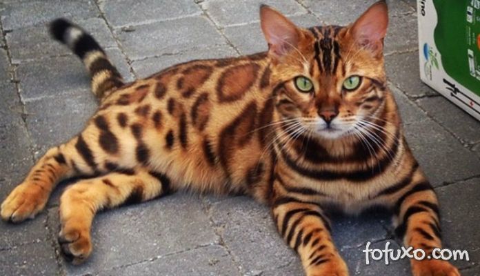 Conheça as 6 raças de gatos mais caras do mundo