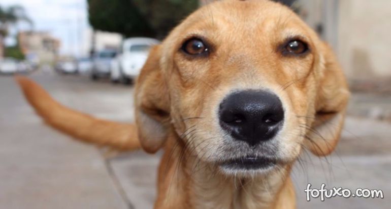 Pesquisa revela as 10 raças de cachorros mais amadas dos brasileiros