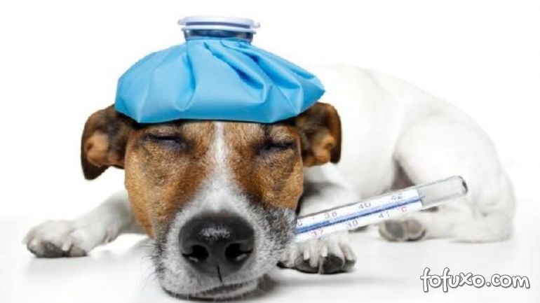 Saiba como identificar a febre em cachorros
