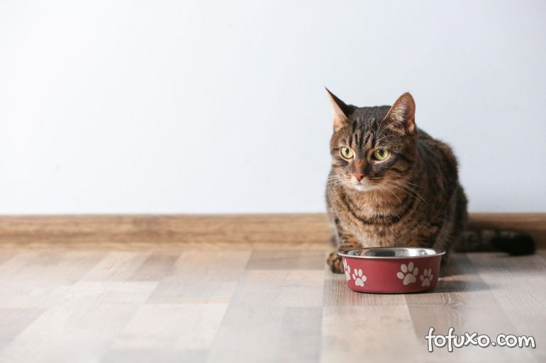 Dicas para lidar com intolerância alimentar de gatos