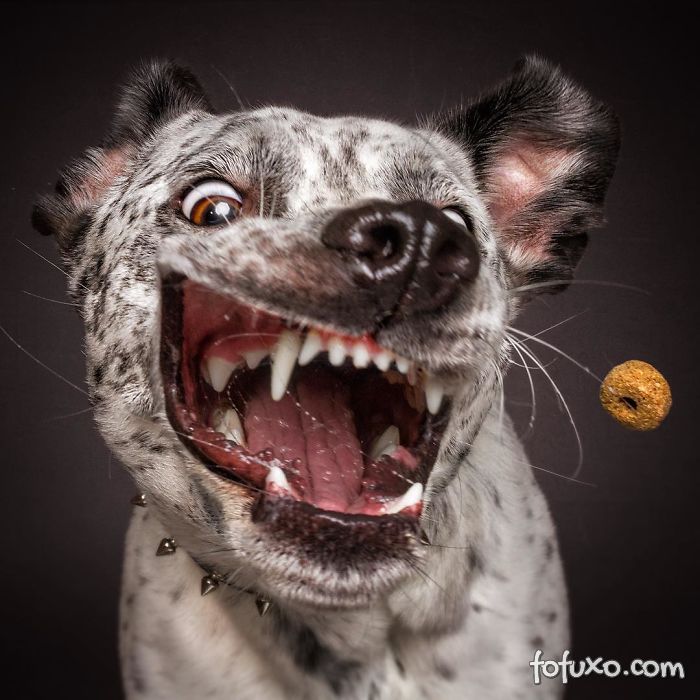 Fotógrafo registra fotos engraçadas de cães tentando pegar comida 2