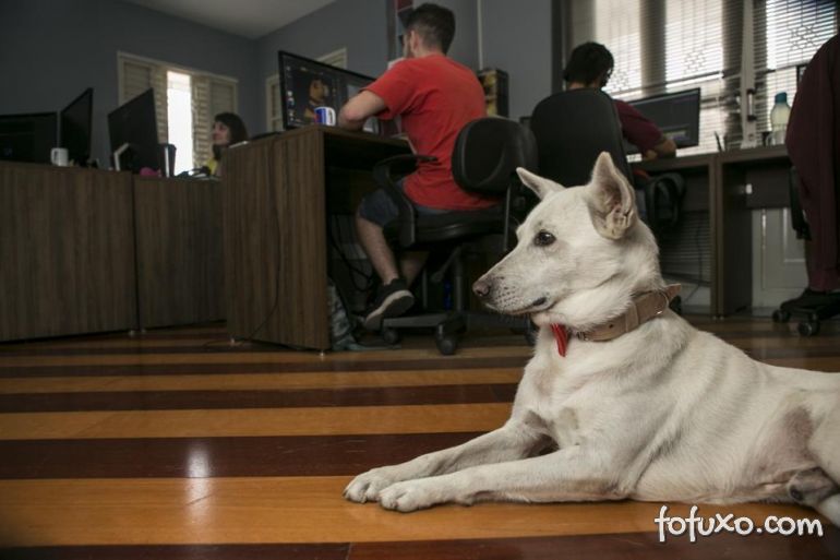 Pesquisa afirma que 9 em cada 10 pessoas querem cachorros no ambiente de trabalho