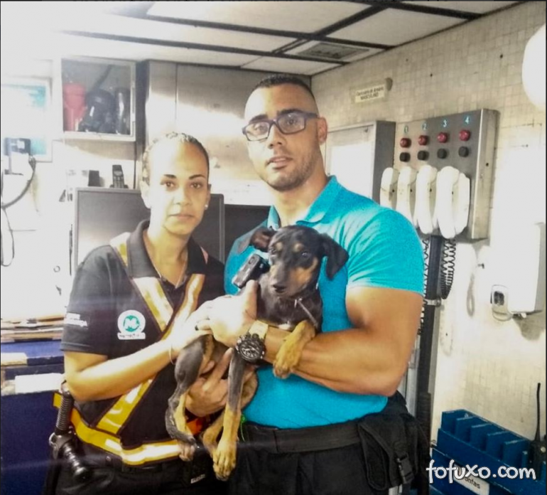 Cachorro anda mais de 7 km em linha de metrô no Rio de Janeiro