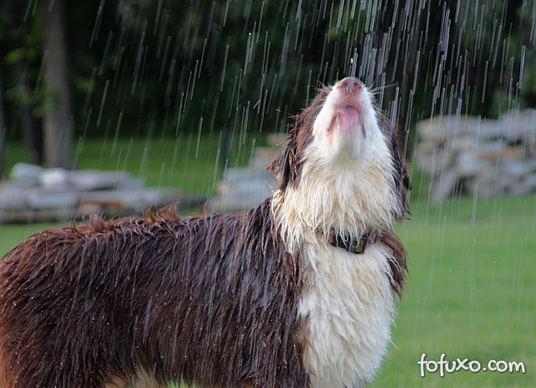 Cachorro pode tomar banho de chuva?