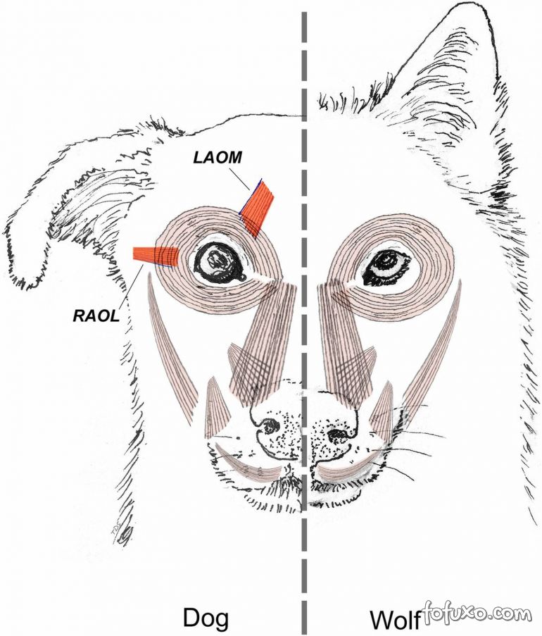 Cães aprenderam a levantar os olhos para chamar a atenção dos humanos