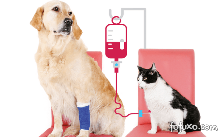 Dicas para tranquilizar pets durante exames veterinários