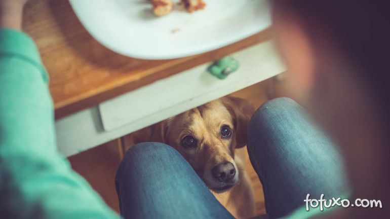 Cachorros podem comer alimentos quentes?