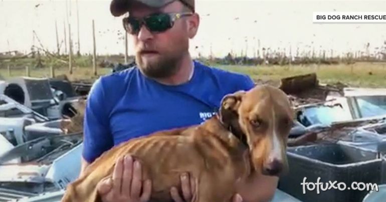 Cachorro é encontrado vivo depois de um mês do furacão Dorian