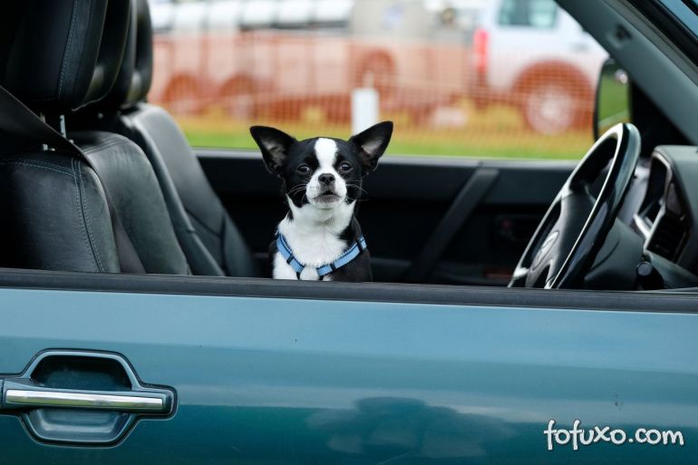 Uber retoma modalidade que permite levar cachorros e gatos no carro