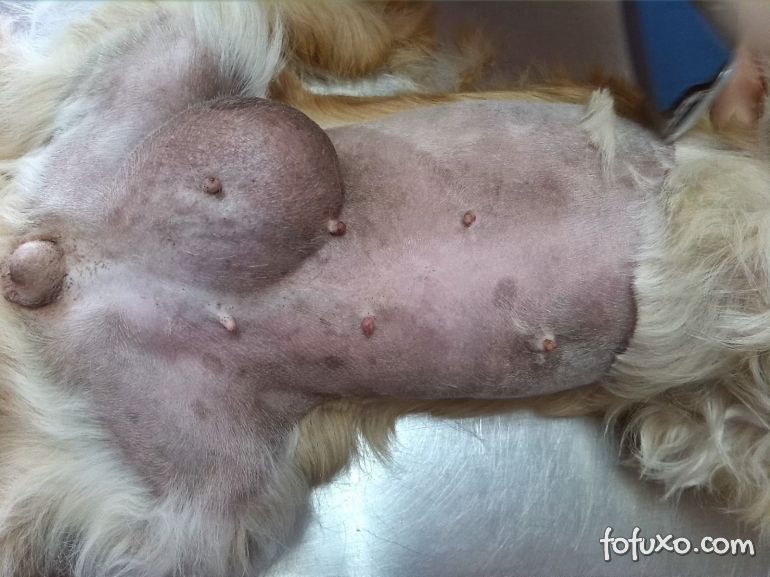 Saiba como identificar o câncer de mama em cachorros