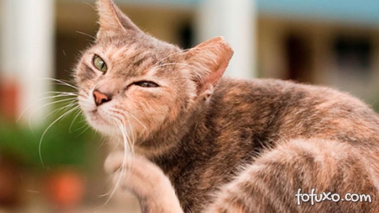 3 métodos caseiros para controlar as pulgas em gatos