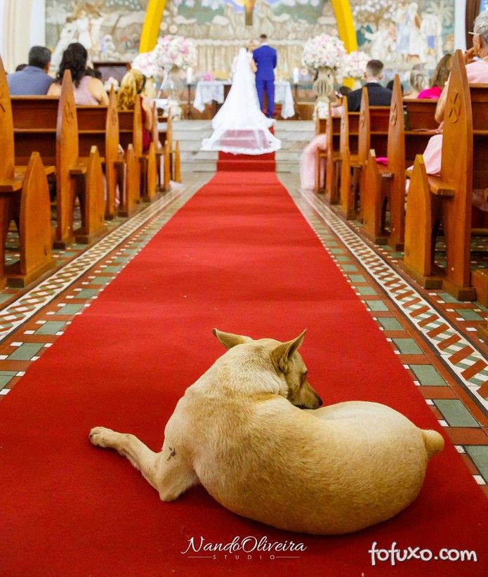Fotógrafo registra cachorro de rua que invadiu casamento
