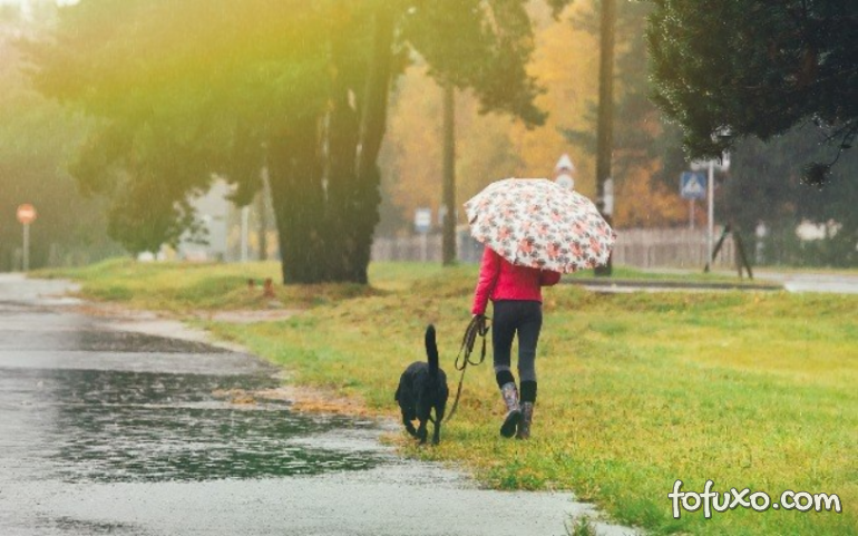 Dicas para passear com cachorros em dias de chuva