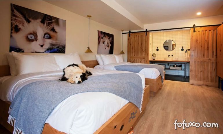 Hotel dos EUA projeta quartos para animais de estimação