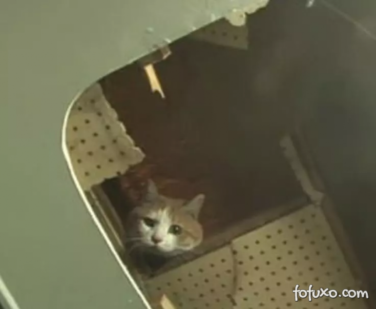 Gato é resgatado depois de ficar 2 anos preso em parede de shopping