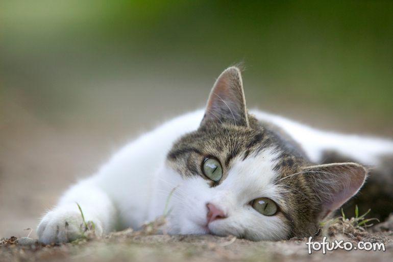 Dia Mundial do Gato: confira curiosidades sobre o 17 de fevereiro