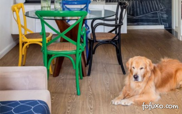 4 dicas para cuidar de cachorro dentro de apartamento