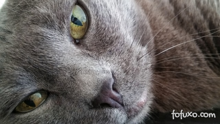 3 curiosidades sobre os olhos dos gatos