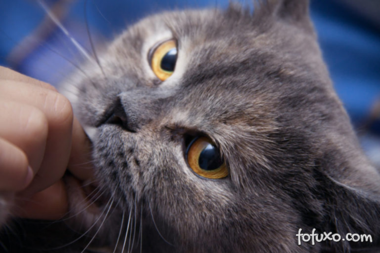 5 motivos que levam o gato a morder seus donos