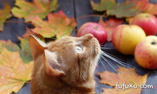 5 frutas que podem ser oferecidas ao seu gato