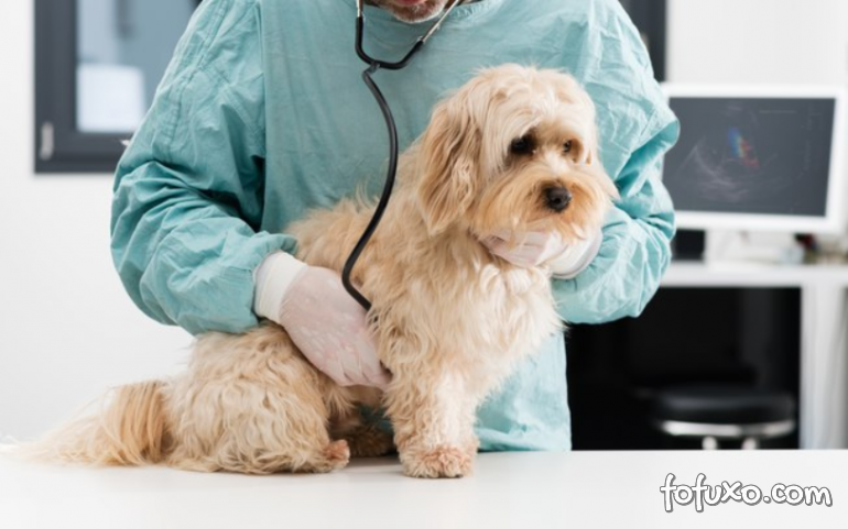 Saiba como ficam os atendimentos veterinários em virtude da crise do coronavírus