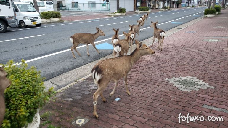 Animais selvagens ocupam ruas de cidades em quarentena