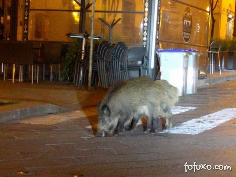 Animais selvagens ocupam ruas de cidades em quarentena