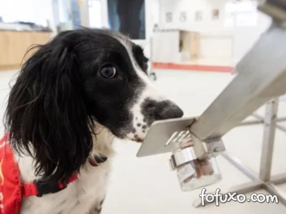 Cachorros estão sendo treinados para detectar coronavírus