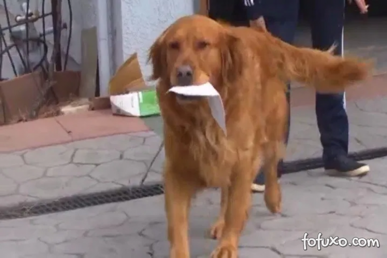 Cachorro aprende a fazer entregas para idosa
