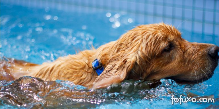 Confira cuidados de segurança para cachorros com piscina em casa
