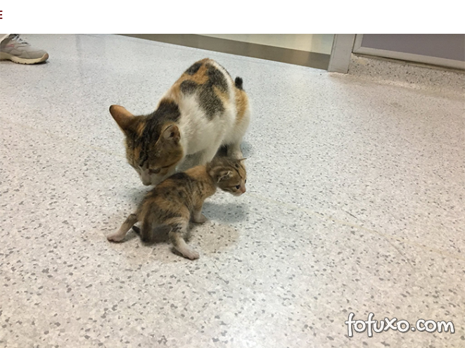 Gata leva filhote até hospital em busca de ajuda